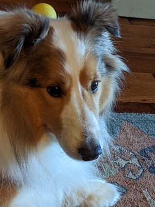 Canine Dog Food Topper - Tucker