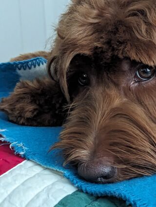Canine Dog Food Topper - Winston